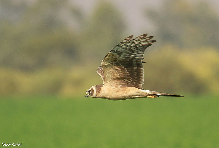    Palid Harrier Circus macrourus   Beit Shean valley 10-12-10  Lior Kislev                             